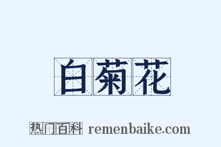 白菊花是什么意思的图片